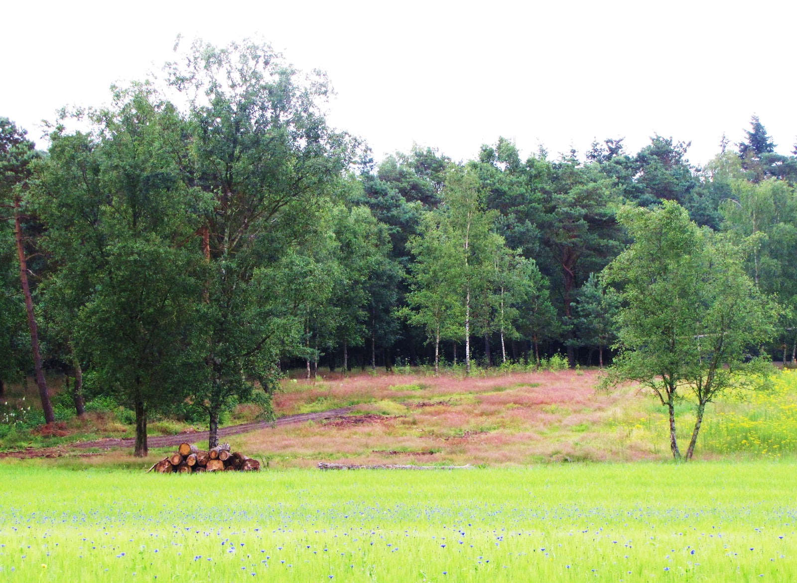 Natuurbegraafplaats Heidepol